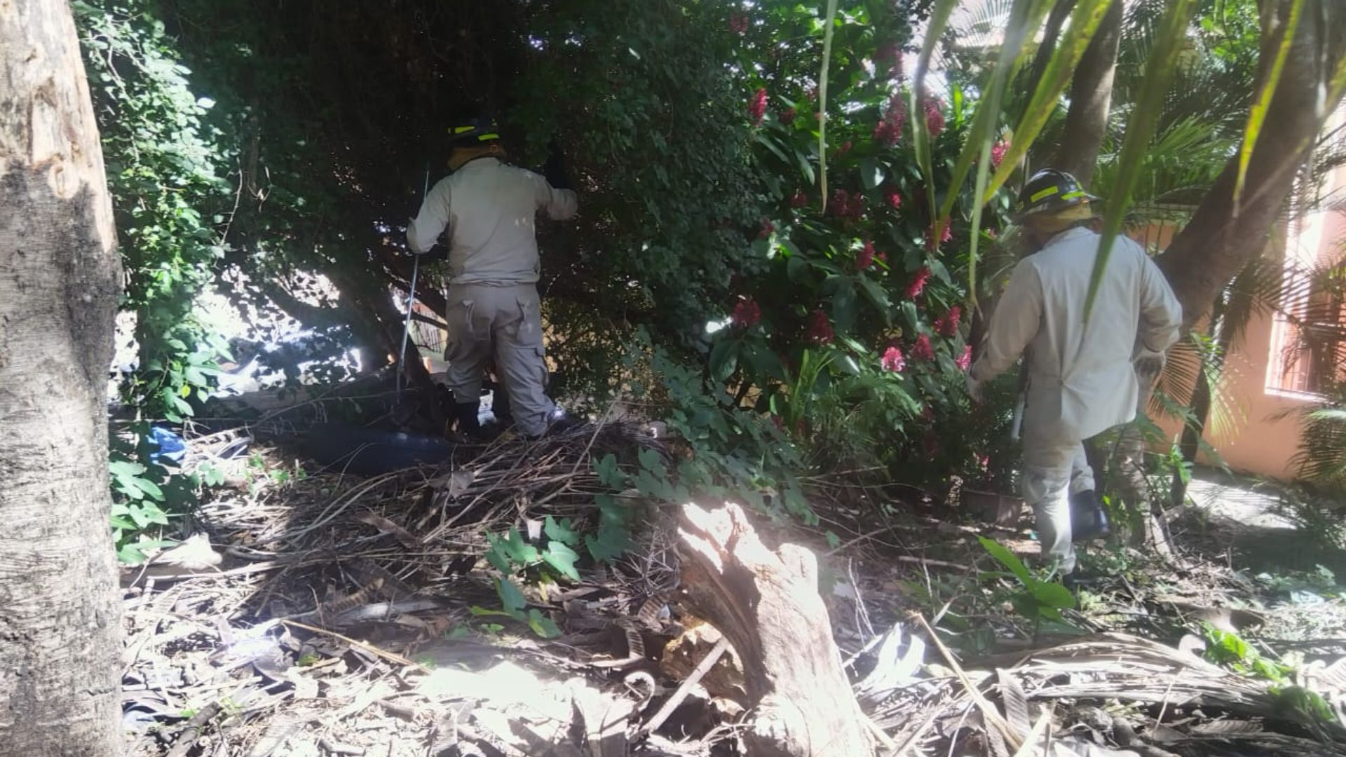 mono cara blanca en Tegucigalpa