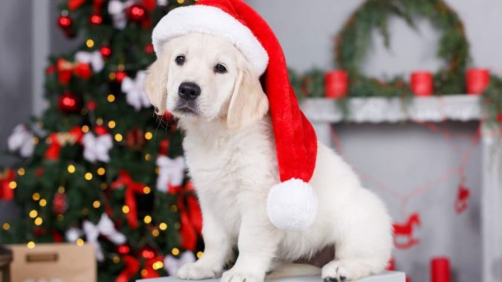 Perros durante la Navidad