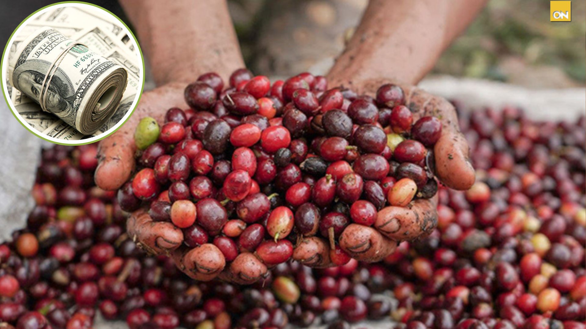 Se registra aumento de divisas por la exportación de café