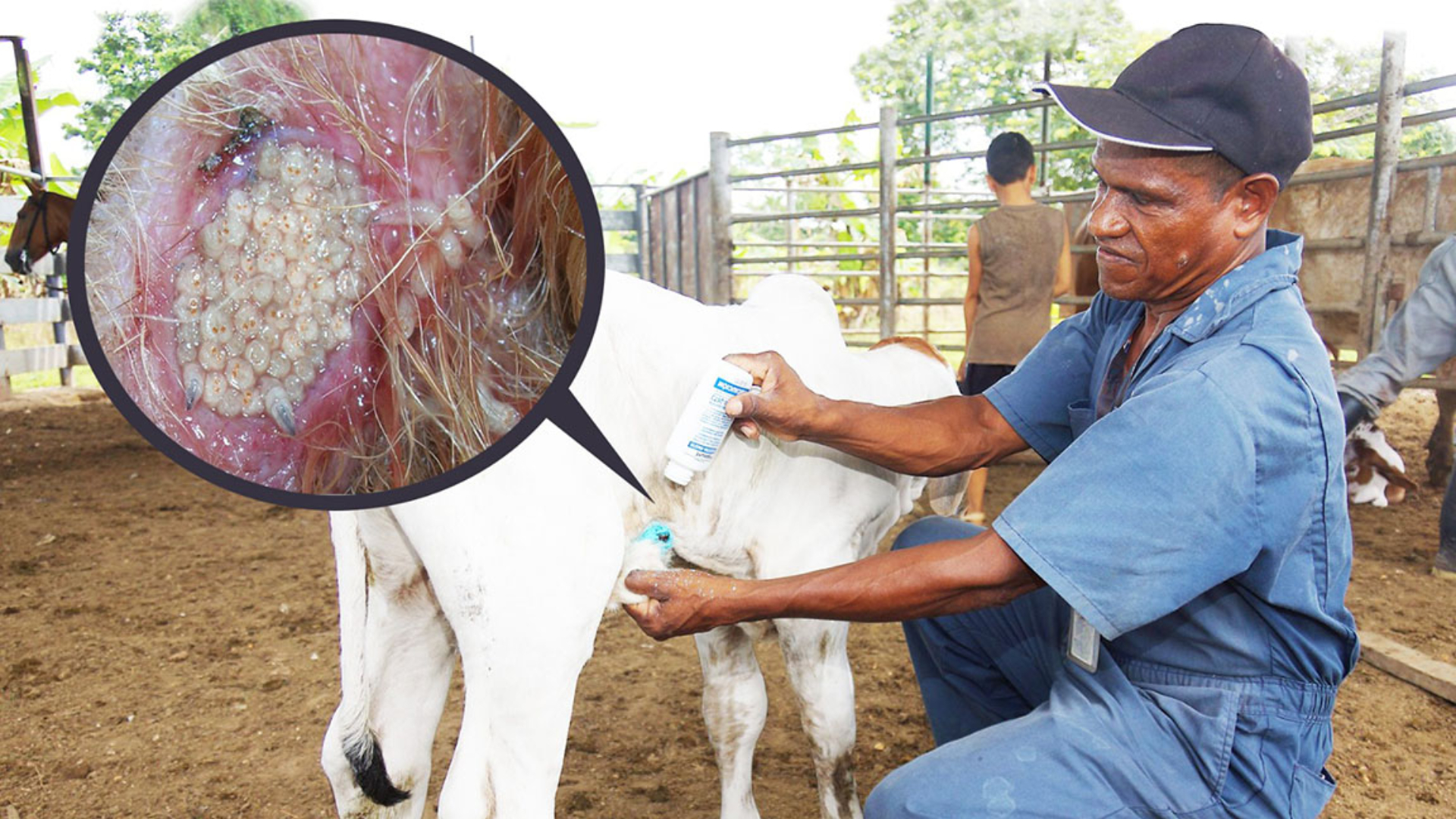 El gusano barrenador se propaga en Honduras: 586 casos confirmados en 15 departamentos