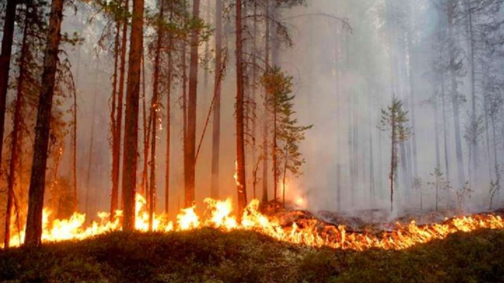 En 2025 incendios forestales devastan más de 900 hectáreas en Honduras